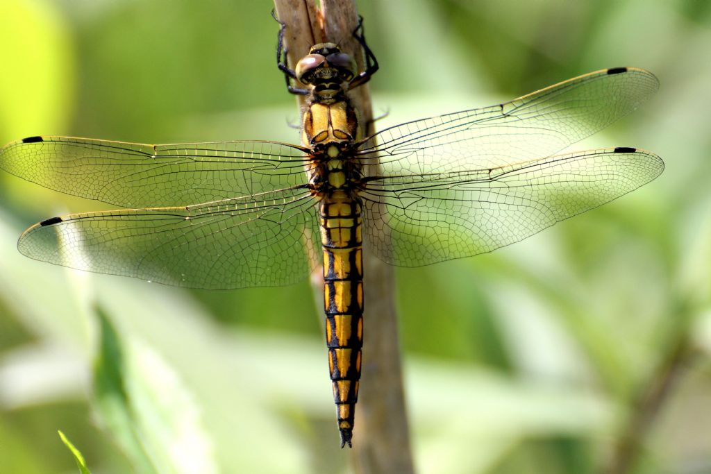 Orthetrum cancellatum femmina? No, maschio immaturo